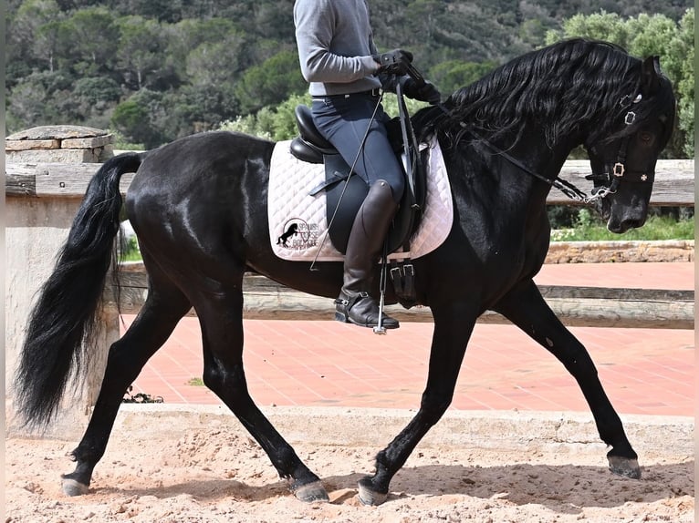 Menorquin Stallion 15 years 15,1 hh Black in Menorca