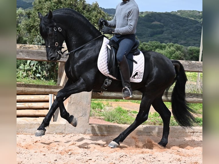 Menorquin Stallion 15 years 15,1 hh Black in Menorca