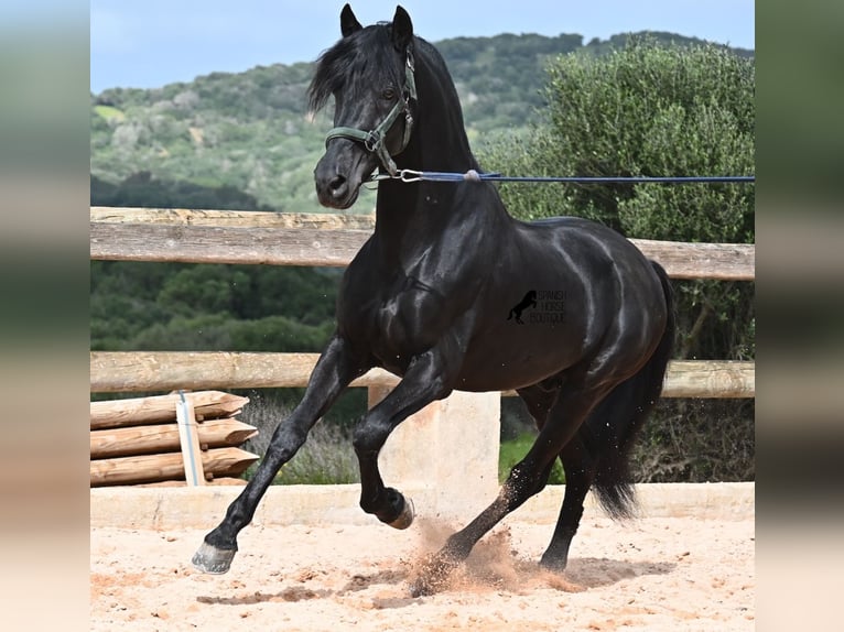 Menorquin Stallion 15 years 15,1 hh Black in Menorca