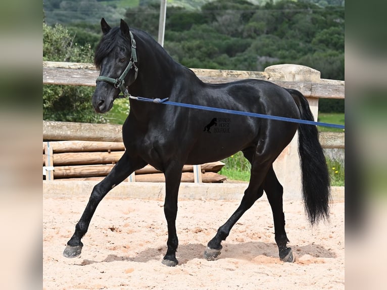Menorquin Stallion 15 years 15,1 hh Black in Menorca