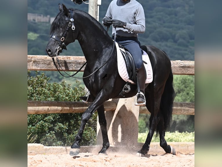 Menorquin Stallion 15 years 15,1 hh Black in Menorca