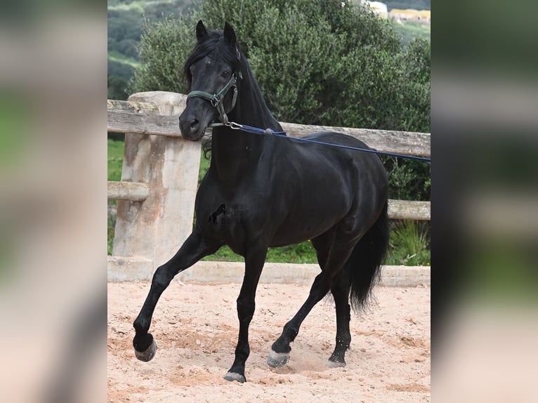 Menorquin Stallion 15 years 15,1 hh Black in Menorca