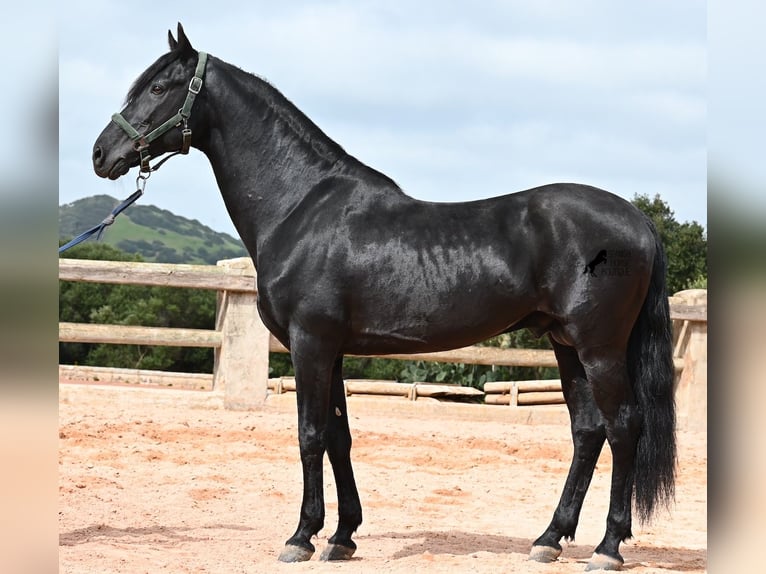 Menorquin Stallion 15 years 15,1 hh Black in Menorca