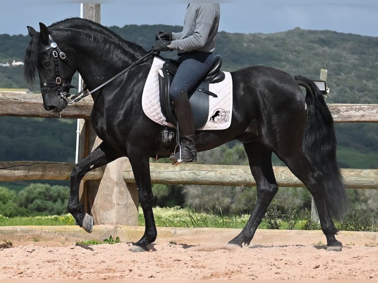 Menorquin Stallion 15 years 15,1 hh Black in Menorca