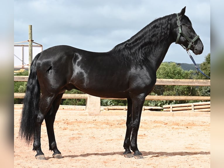 Menorquin Stallion 15 years 15,1 hh Black in Menorca