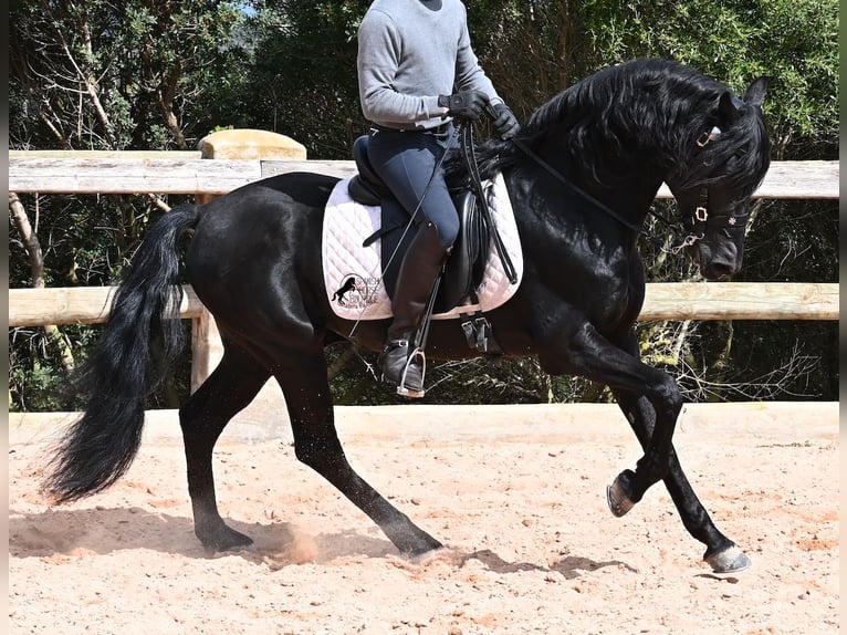Menorquin Stallion 15 years 15,1 hh Black in Menorca