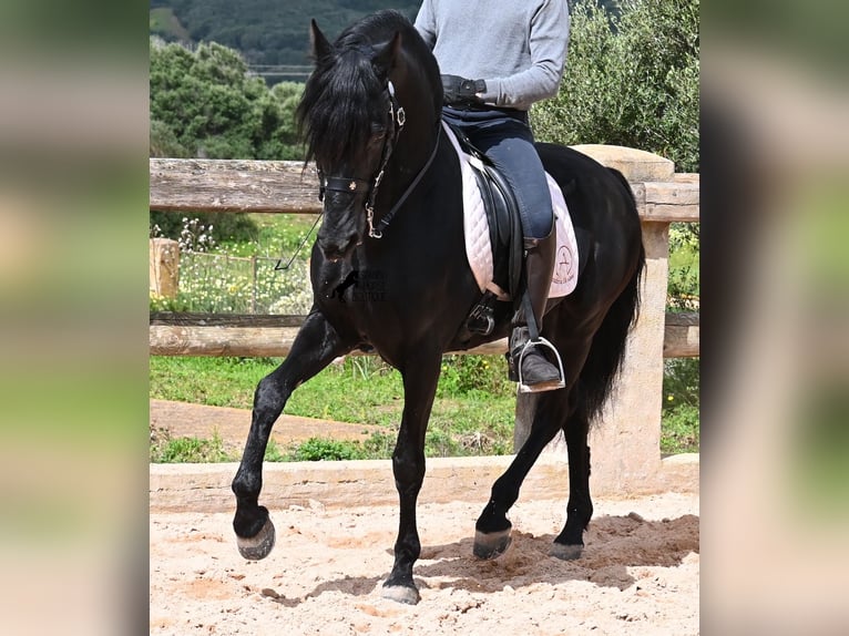 Menorquin Stallion 15 years 15,1 hh Black in Menorca