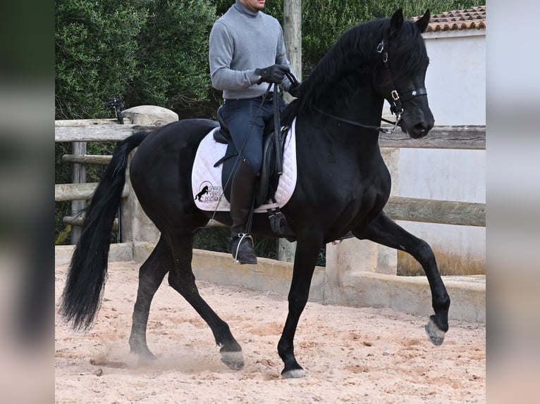 Menorquin Stallion 15 years 15,1 hh Black in Menorca