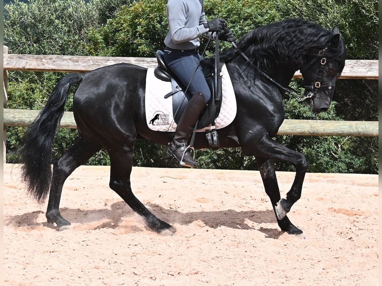 Menorquin Stallion 15 years 15,1 hh Black in Menorca