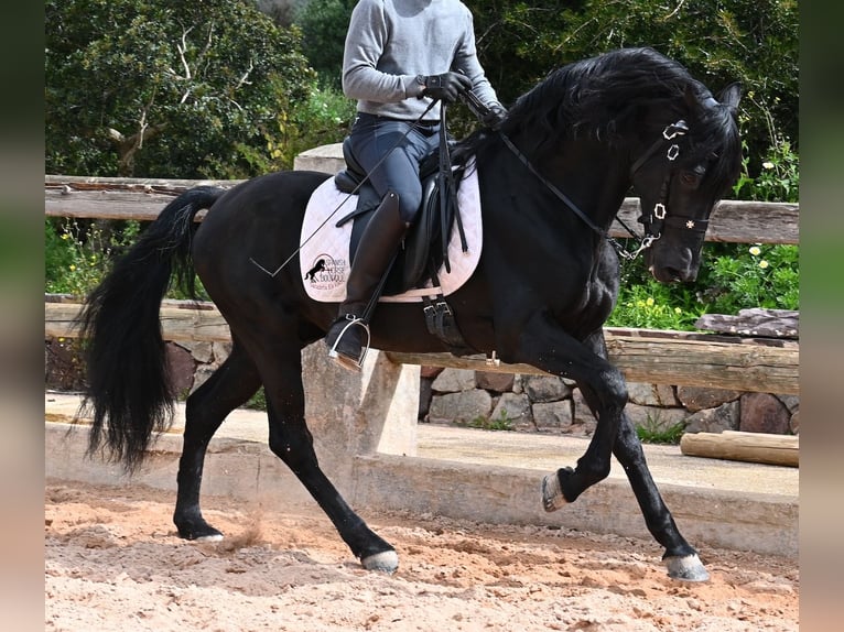 Menorquin Stallion 15 years 15,1 hh Black in Menorca