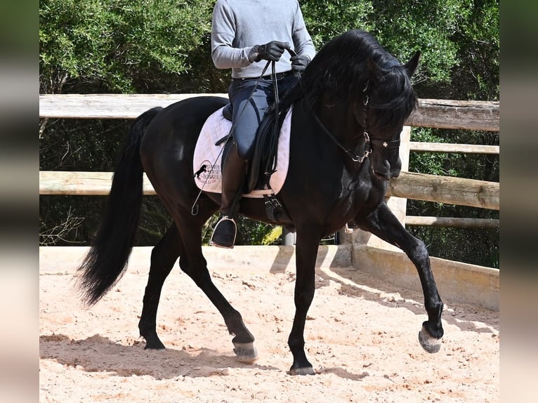 Menorquin Stallion 15 years 15,1 hh Black in Menorca