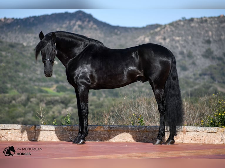 Menorquin Stallion 15 years 15,1 hh Black in Menorca