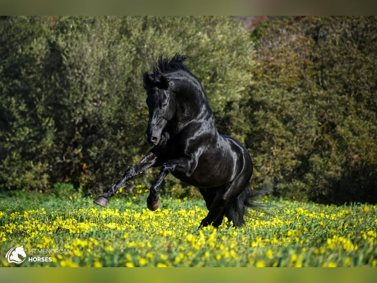 Menorquin Stallion 15 years 15,1 hh Black in Menorca