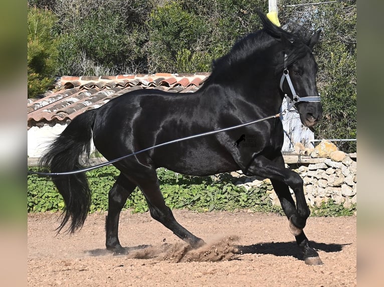 Menorquin Stallion 15 years 15.2 hh Black in Menorca