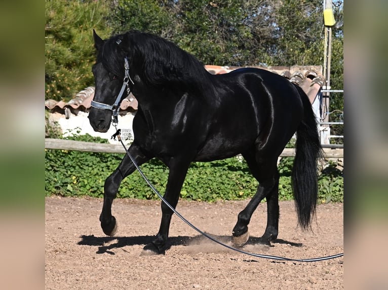 Menorquin Stallion 15 years 15.2 hh Black in Menorca