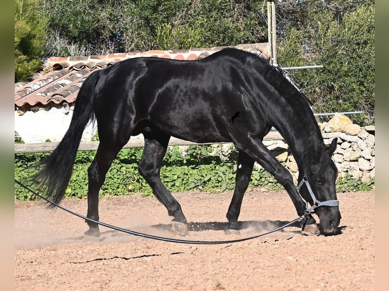 Menorquin Stallion 15 years 15.2 hh Black in Menorca
