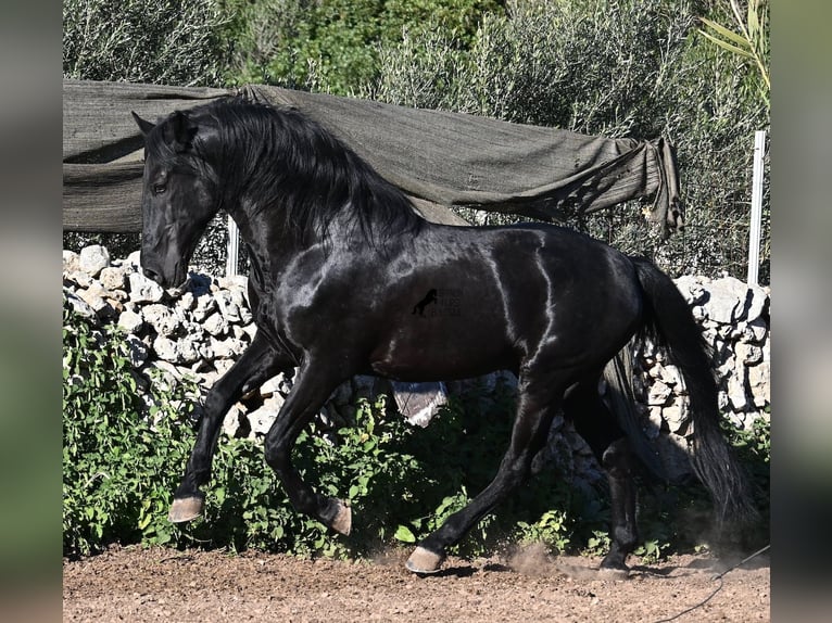 Menorquin Stallion 15 years 15.2 hh Black in Menorca