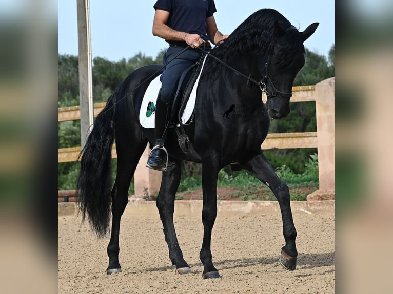 Menorquin Stallion 15 years 15,1 hh Black in Menorca