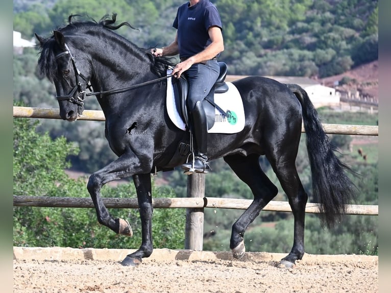 Menorquin Stallion 15 years 15,1 hh Black in Menorca