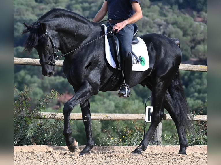 Menorquin Stallion 15 years 15,1 hh Black in Menorca