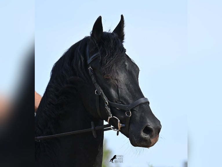 Menorquin Stallion 15 years 15,1 hh Black in Menorca