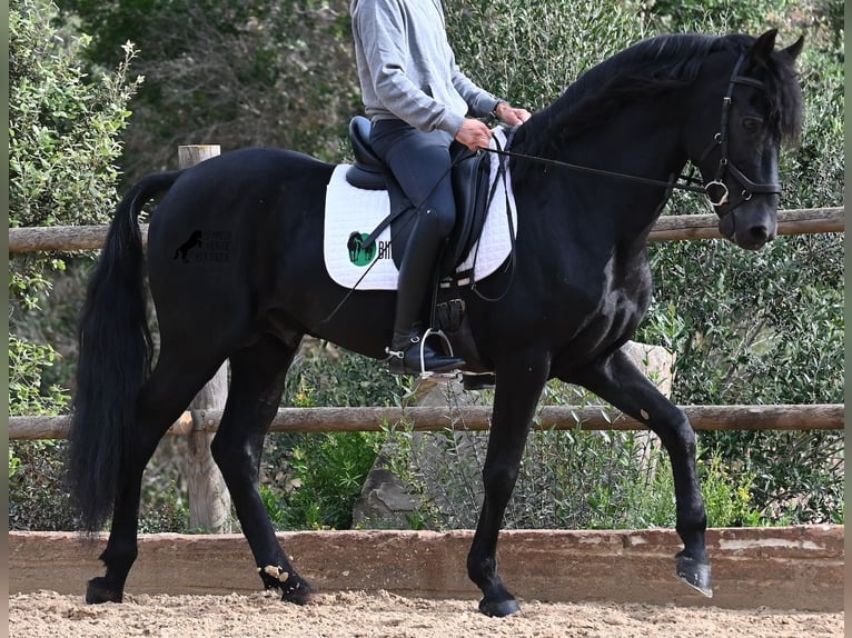 Menorquin Stallion 15 years 15,1 hh Black in Menorca