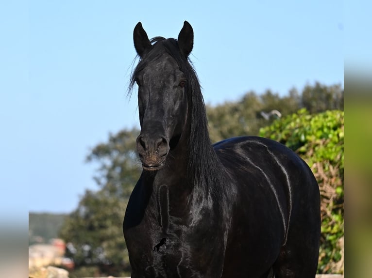Menorquin Stallion 15 years 15,2 hh Black in Menorca