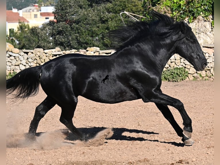 Menorquin Stallion 15 years 15,2 hh Black in Menorca