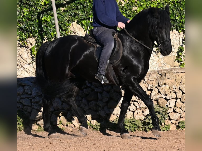 Menorquin Stallion 15 years 15,2 hh Black in Menorca