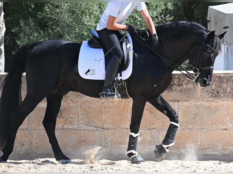 Menorquin Stallion 17 years 16,1 hh Black in Menorca