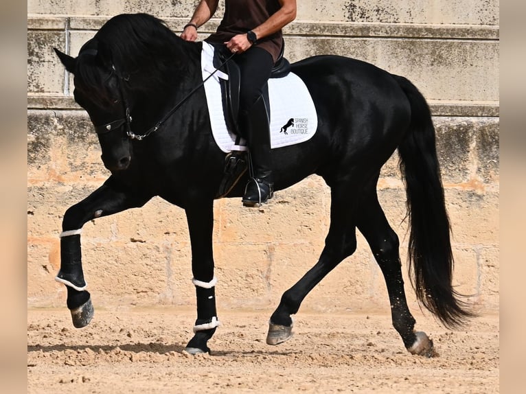 Menorquin Stallion 17 years 16,1 hh Black in Menorca