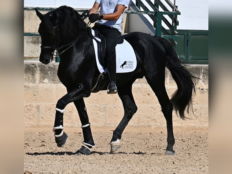 Menorquin Stallion 17 years 16,1 hh Black in Menorca