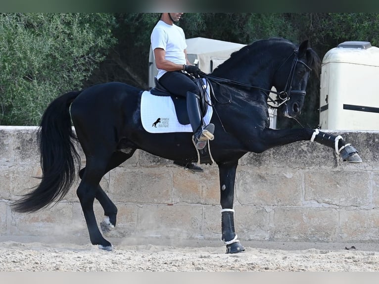 Menorquin Stallion 17 years 16,1 hh Black in Menorca