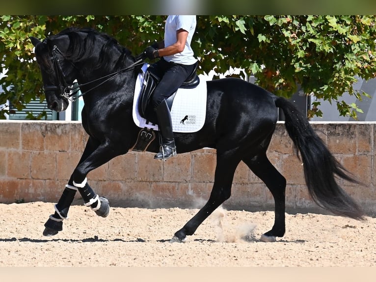 Menorquin Stallion 17 years 16,1 hh Black in Menorca