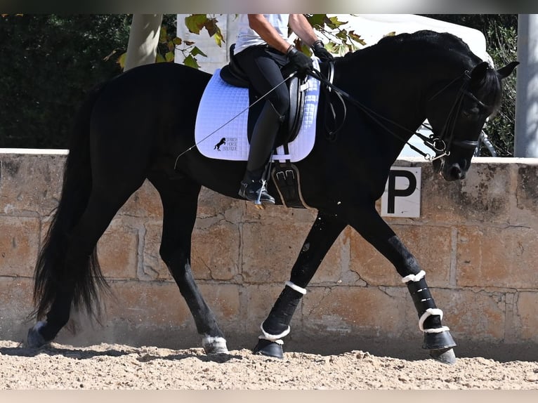 Menorquin Stallion 17 years 16,1 hh Black in Menorca