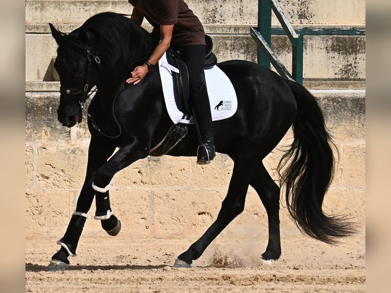 Menorquin Stallion 17 years 16,1 hh Black in Menorca