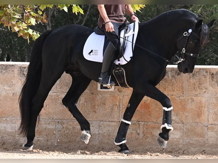 Menorquin Stallion 17 years 16,1 hh Black in Menorca