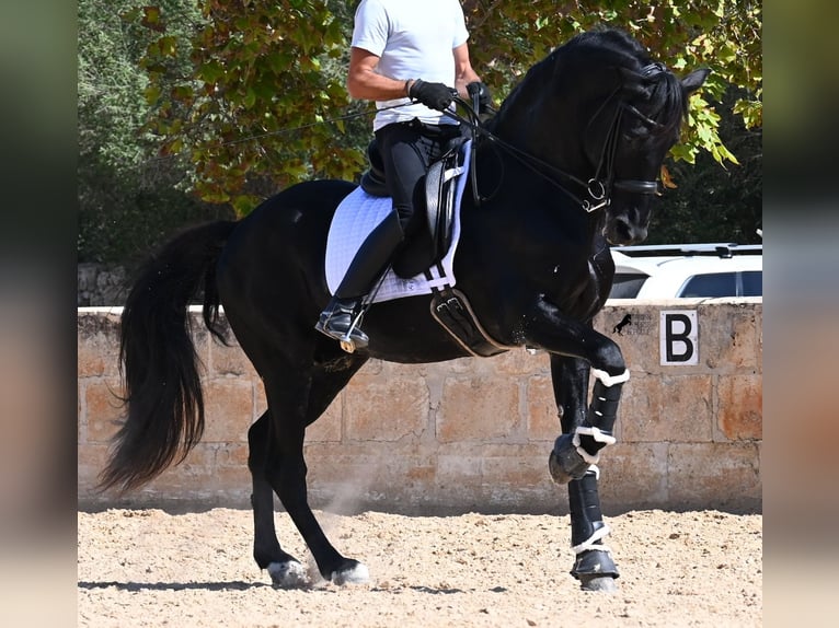 Menorquin Stallion 17 years 16,1 hh Black in Menorca