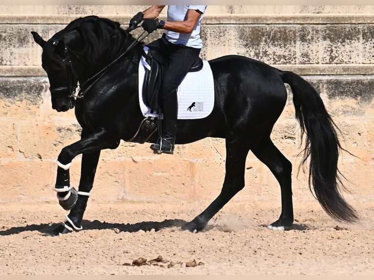 Menorquin Stallion 17 years 16,1 hh Black in Menorca