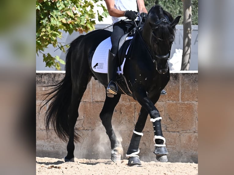 Menorquin Stallion 17 years 16,1 hh Black in Menorca