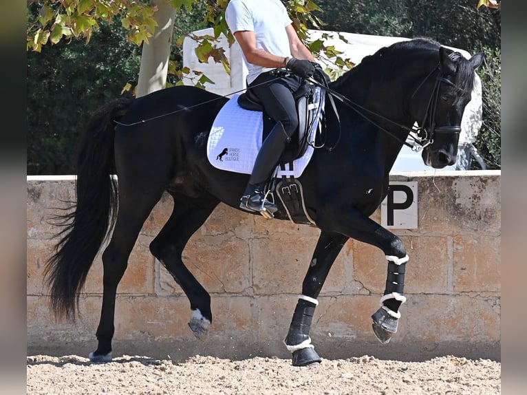 Menorquin Stallion 17 years 16,1 hh Black in Menorca