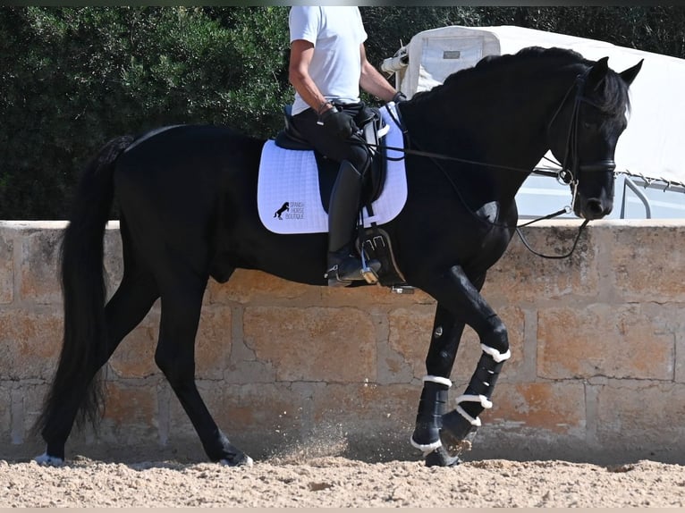 Menorquin Stallion 17 years 16,1 hh Black in Menorca