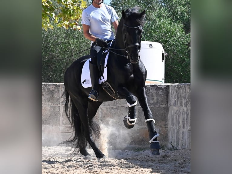 Menorquin Stallion 17 years 16,1 hh Black in Menorca