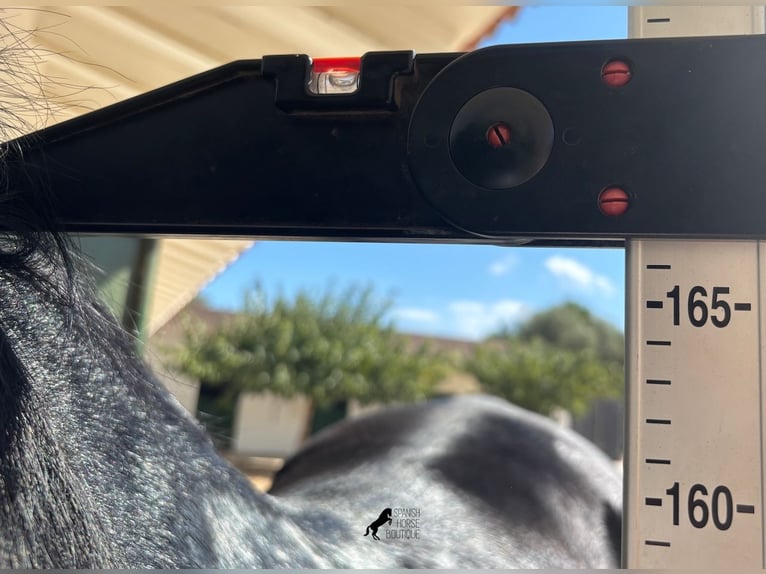 Menorquin Stallion 17 years 16,1 hh Black in Menorca