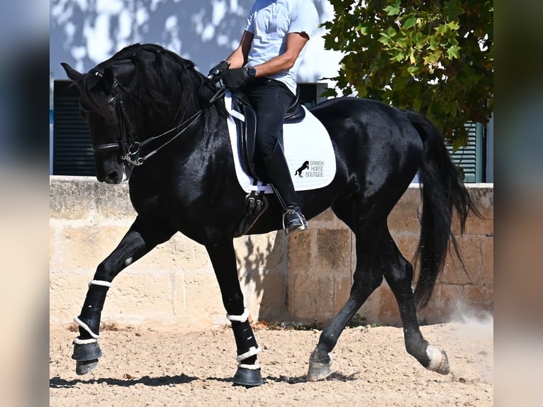 Menorquin Stallion 17 years 16,1 hh Black in Menorca