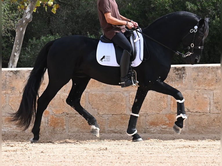 Menorquin Stallion 17 years 16,1 hh Black in Menorca