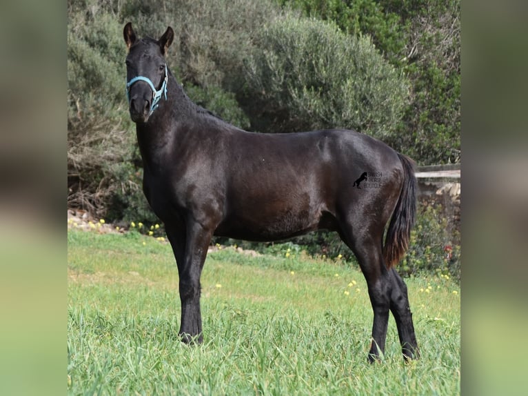 Menorquin Stallion 1 year 13,3 hh Black in Menorca