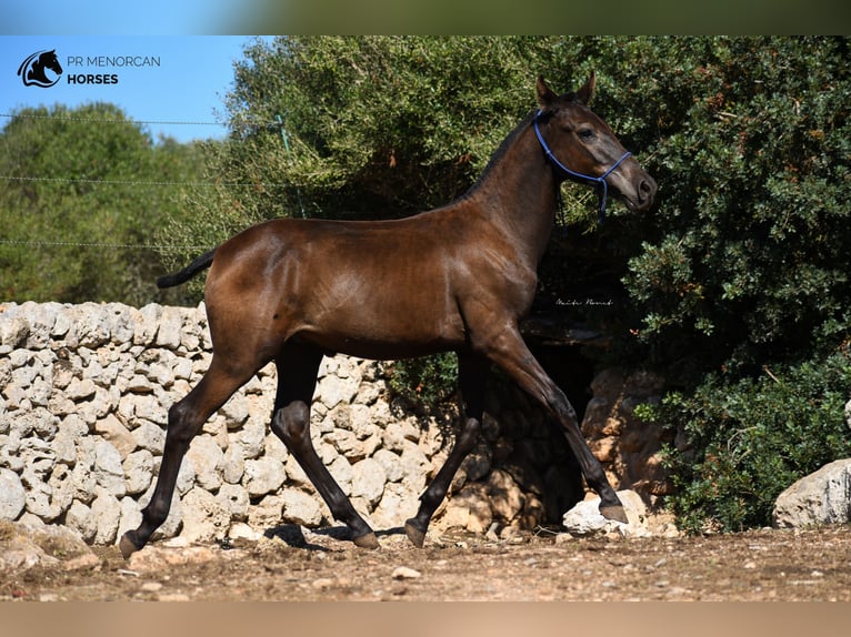 Menorquin Stallion 1 year 15,2 hh Black in Menorca
