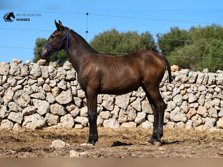 Menorquin Stallion 1 year 15,2 hh Black in Menorca