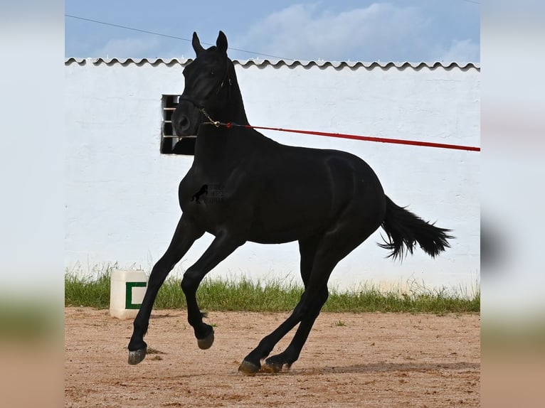 Menorquin Stallion 1 year 15,2 hh Black in Menorca